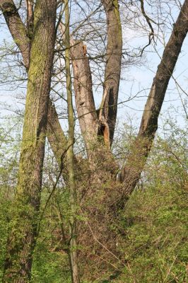 Krásný Dvůr, 9.4.2017
Zámecký park, údolí Lesky u obce Brody.
Klíčová slova: Krásný Dvůr zámecký park