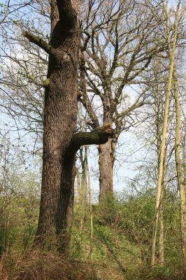 Krásný Dvůr, 9.4.2017
Zámecký park, údolí Lesky u obce Brody.
Schlüsselwörter: Krásný Dvůr zámecký park