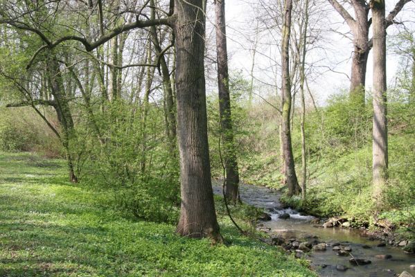 Krásný Dvůr, 9.4.2017
Zámecký park, údolí Lesky u obce Brody.
Mots-clés: Krásný Dvůr zámecký park