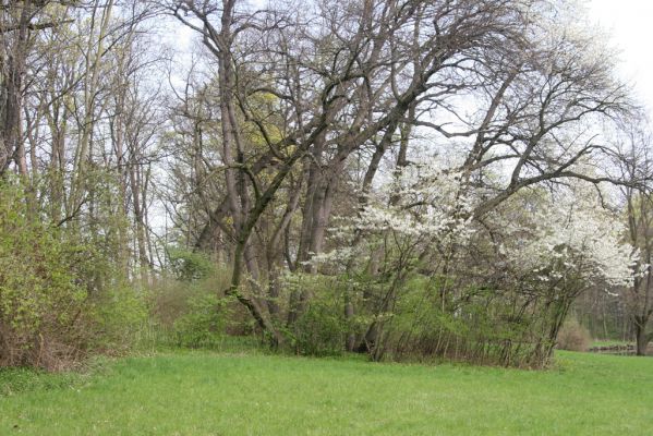 Krásný Dvůr, 9.4.2017
Zámecký park, údolí Lesky u Velkého rybníka.
Klíčová slova: Krásný Dvůr zámecký park