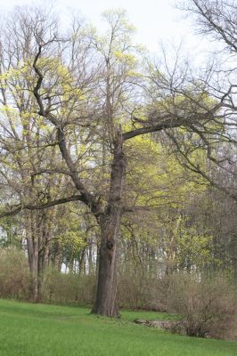 Krásný Dvůr, 9.4.2017
Zámecký park, údolí Lesky u Velkého rybníka.
Klíčová slova: Krásný Dvůr zámecký park