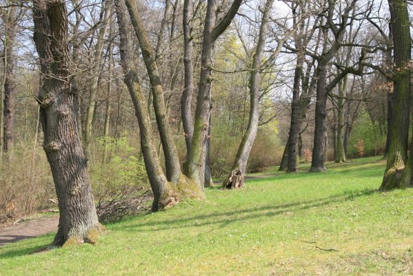 Krásný Dvůr, 9.4.2017
Zámecký park, údolí Lesky u Velkého rybníka.
Keywords: Krásný Dvůr zámecký park