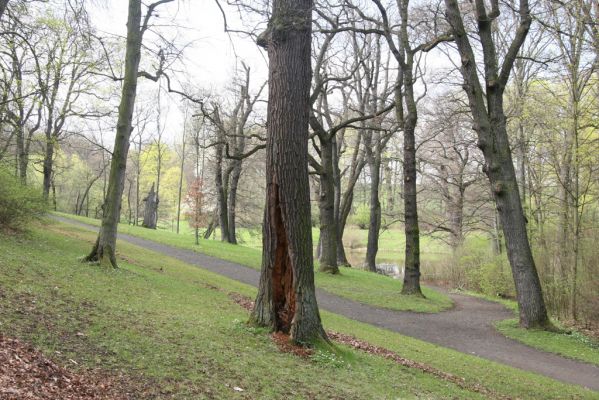 Krásný Dvůr, 9.4.2017
Zámecký park, údolí Lesky u Velkého rybníka.
Keywords: Krásný Dvůr zámecký park