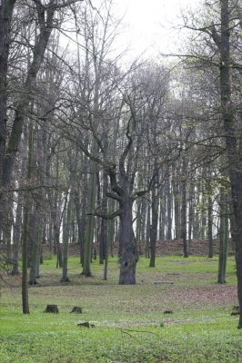 Krásný Dvůr, 9.4.2017
Zámecký park, dub v údolí Lesky u Pánova templu.
Schlüsselwörter: Krásný Dvůr zámecký park