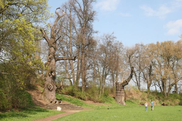 Krásný Dvůr, 9.4.2017
Zámecký park, duby v údolí Lesky u Pánova templu.
Klíčová slova: Krásný Dvůr zámecký park