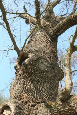 Krásný Dvůr, 9.4.2017
Zámecký park, dub v údolí Lesky u Pánova templu.
Klíčová slova: Krásný Dvůr zámecký park