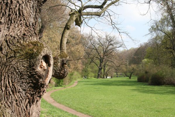 Krásný Dvůr, 9.4.2017
Zámecký park, duby v údolí Lesky u Pánova templu.
Schlüsselwörter: Krásný Dvůr zámecký park