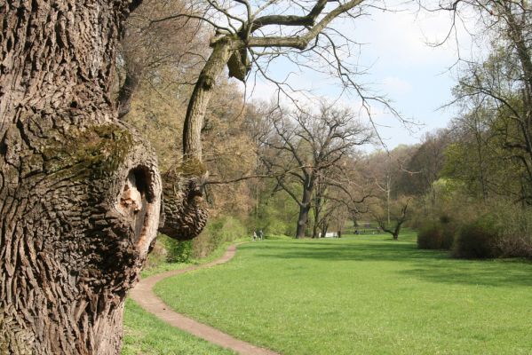 Krásný Dvůr, 9.4.2017
Zámecký park, duby v údolí Lesky u Pánova templu.
Klíčová slova: Krásný Dvůr zámecký park