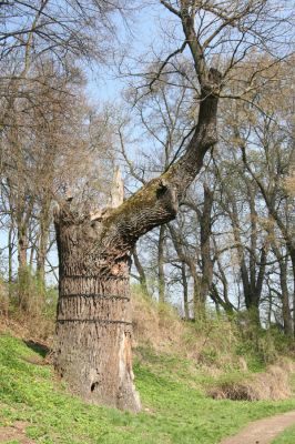 Krásný Dvůr, 9.4.2017
Zámecký park, starý dub v údolí Lesky u Pánova templu.
Klíčová slova: Krásný Dvůr zámecký park