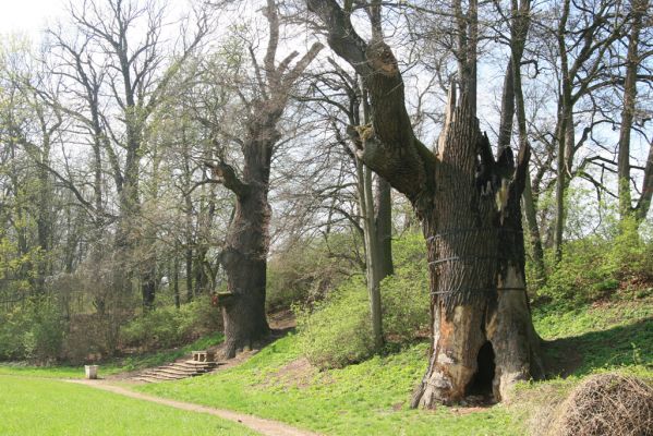 Krásný Dvůr, 9.4.2017
Zámecký park, duby v údolí Lesky u Pánova templu.
Klíčová slova: Krásný Dvůr zámecký park