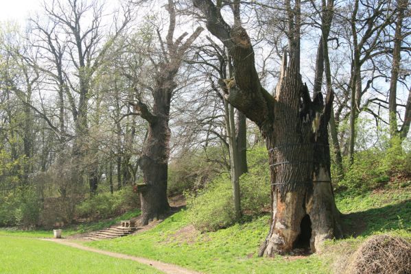 Krásný Dvůr, 9.4.2017
Zámecký park, duby v údolí Lesky u Pánova templu.
Schlüsselwörter: Krásný Dvůr zámecký park