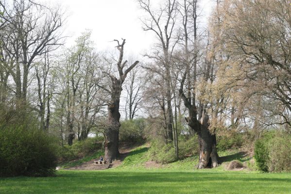 Krásný Dvůr, 9.4.2017
Zámecký park, staré duby v údolí Lesky u Pánova templu.
Keywords: Krásný Dvůr zámecký park