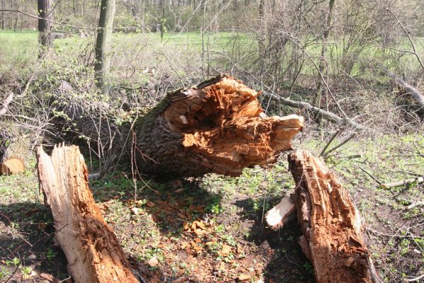 Krásný Dvůr, 9.4.2017
Zámecký park, rozlomená olše v údolí Lesky u zámku.
Klíčová slova: Krásný Dvůr zámecký park