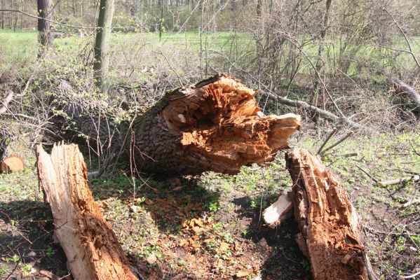 Krásný Dvůr, 9.4.2017
Zámecký park, rozlomená olše v údolí Lesky u zámku.
Keywords: Krásný Dvůr zámecký park