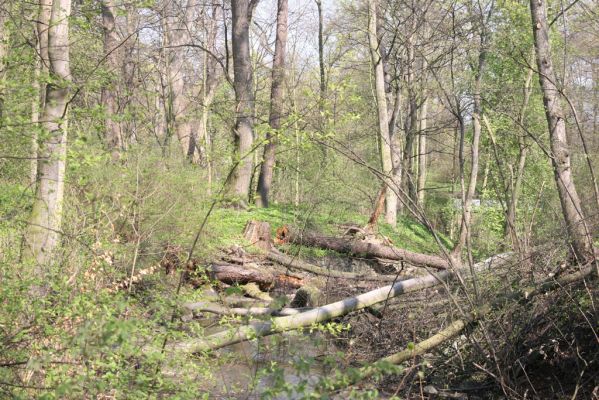 Krásný Dvůr, 9.4.2017
Zámecký park, údolí Lesky u zámku.
Klíčová slova: Krásný Dvůr zámecký park