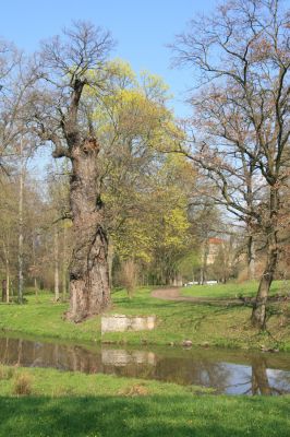 Krásný Dvůr, 9.4.2017
Zámecký park, starý dub v údolí Lesky u zámku.
Schlüsselwörter: Krásný Dvůr zámecký park