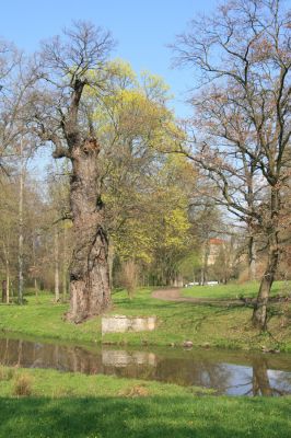 Krásný Dvůr, 9.4.2017
Zámecký park, starý dub v údolí Lesky u zámku.
Klíčová slova: Krásný Dvůr zámecký park