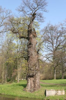 Krásný Dvůr, 9.4.2017
Zámecký park, starý dub v údolí Lesky u zámku.
Schlüsselwörter: Krásný Dvůr zámecký park