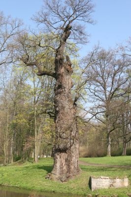 Krásný Dvůr, 9.4.2017
Zámecký park, starý dub v údolí Lesky u zámku.
Klíčová slova: Krásný Dvůr zámecký park