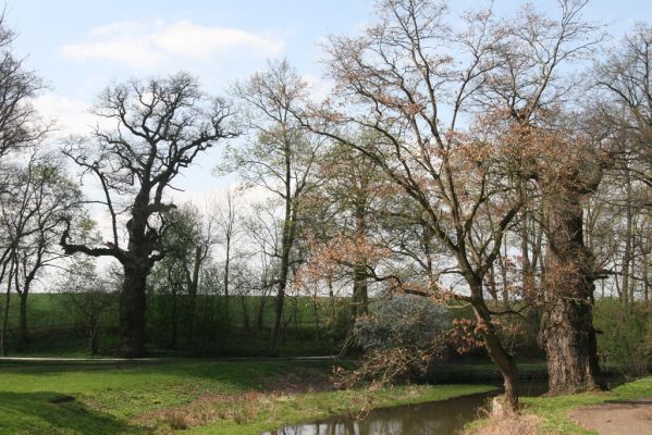 Krásný Dvůr, 9.4.2017
Zámecký park, staré duby v údolí Lesky u zámku.
Klíčová slova: Krásný Dvůr zámecký park