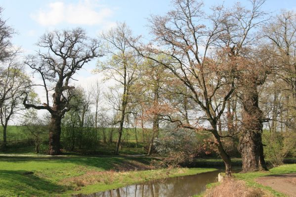 Krásný Dvůr, 9.4.2017
Zámecký park, staré duby v údolí Lesky u zámku.
Schlüsselwörter: Krásný Dvůr zámecký park