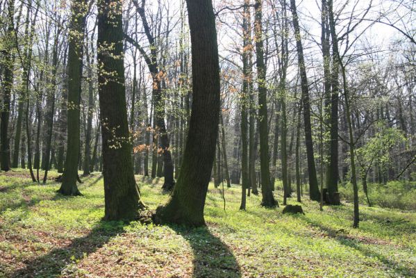 Krásný Dvůr, 9.4.2017
Zámecký park u Goethova pavilonu.
Keywords: Krásný Dvůr zámecký park