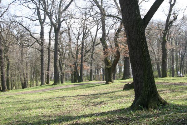 Krásný Dvůr, 9.4.2017
Zámecký park u Goethova pavilonu.
Klíčová slova: Krásný Dvůr zámecký park