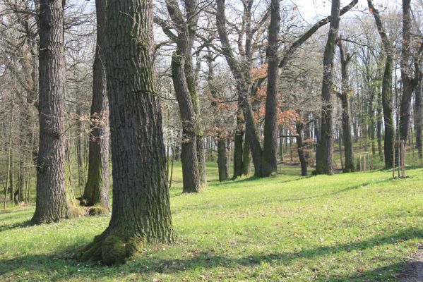 Krásný Dvůr, 9.4.2017
Zámecký park u Goethova pavilonu.
Klíčová slova: Krásný Dvůr zámecký park