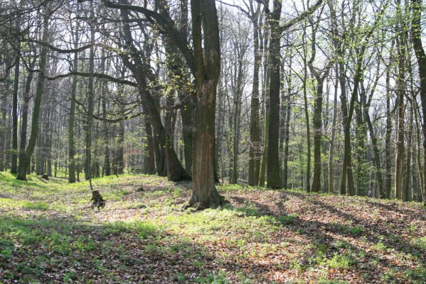Krásný Dvůr, 9.4.2017
Zámecký park u Goethova pavilonu.
Klíčová slova: Krásný Dvůr zámecký park