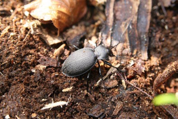 Krásný Dvůr, 9.4.2017
Zámecký park, údolí Lesky u obce Brody Střevlík kožitý.
Klíčová slova: Krásný Dvůr zámecký park Carabus coriaceus