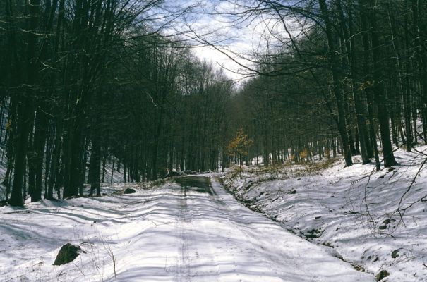 Slanské vrchy, Krčmárka, 9.4.1997
Bukové plantáže cestou od Dargovského priesmyku k rezervaci Krčmárka.
Klíčová slova: Slanské vrchy Bogota Krčmárka