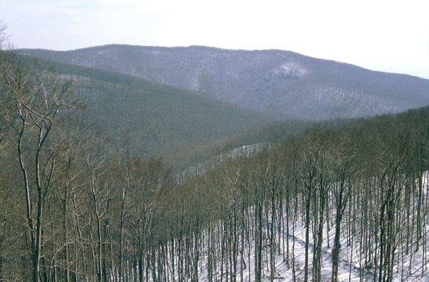 Slanské vrchy, Krčmárka, 9.4.1997
Pohled od vrchu Bogota na vrch Kapoveň a Dlhý vrch. Od obzoru k obzoru se rozkládá buková plantáž.
Mots-clés: Slanské vrchy Bogota Krčmárka Veľký Milič Kapoveň Dlhý vrch