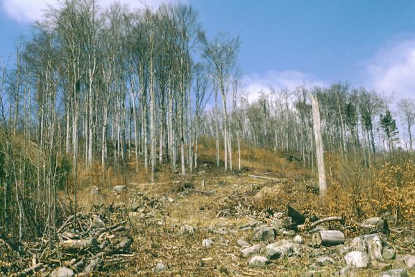 Slanské vrchy, Krčmárka, 9.4.1997
Rúbanisko bukové plantáže na vrchu Bogota.
Schlüsselwörter: Slanské vrchy Bogota Krčmárka