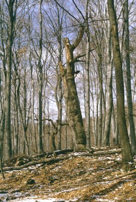 Slanské vrchy, Krčmárka, 9.4.1997
Rezervace Krčmárka. Jeden z posledních dubů. Kdysi zde musel být krásný les...
Klíčová slova: Slanské vrchy Krčmárka Ampedus hjorti