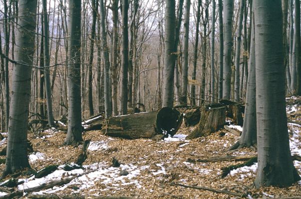 Slanské vrchy, Krčmárka, 9.4.1997
Rezervace Krčmárka. Pokácené duby = výsledek cílené lesnická "péče". Tímto způsobem bylo poškozeno několik cenných slovenských rezervací.
Klíčová slova: Slanské vrchy Krčmárka Ampedus hjorti