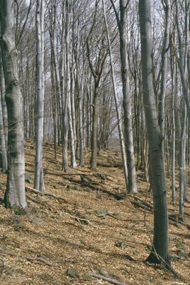 Slanské vrchy, Krčmárka, 9.4.1997
Rezervace Krčmárka. Pokácené duby = výsledek cílené lesnická "péče". Tímto způsobem bylo poškozeno několik cenných slovenských rezervací.
Schlüsselwörter: Slanské vrchy Krčmárka