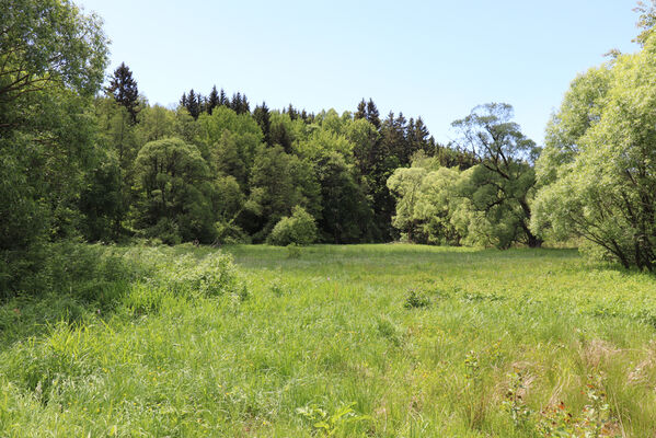 Bernartice, Křenov, 2.6.2022
Louky u Ličné pod železniční zastávkou.
Schlüsselwörter: Bernartice Křenov řeka Ličná Aplotarsus angustulus incanus