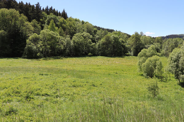 Bernartice, Křenov, 2.6.2022
Louky u Ličné.
Mots-clés: Bernartice Křenov řeka Ličná