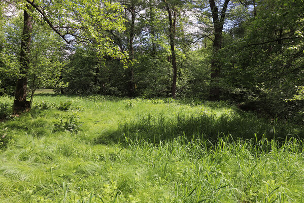 Bernartice, Křenov, 2.6.2022
Meandry Ličné. Biotop kovaříků Aplotarsus angustulus.
Keywords: Bernartice Křenov řeka Ličná Aplotarsus angustulus