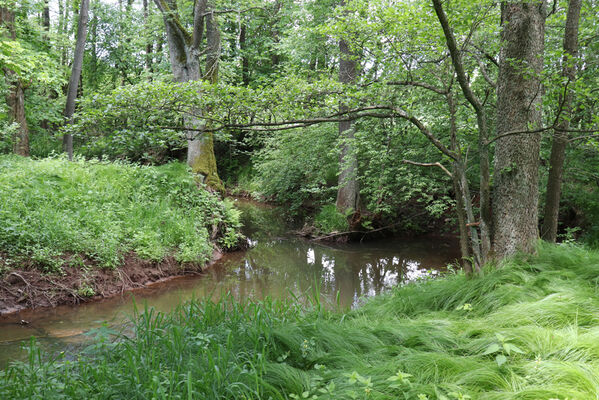 Bernartice, Křenov, 2.6.2022
Meandry Ličné. Biotop kovaříků Aplotarsus angustulus.
Klíčová slova: Bernartice Křenov řeka Ličná Aplotarsus angustulus