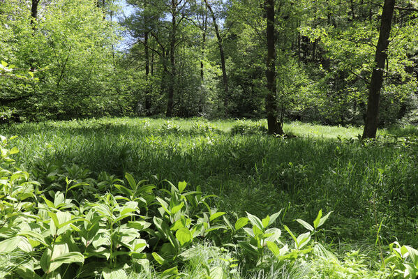 Bernartice, Křenov, 2.6.2022
Meandry Ličné. Biotop kovaříků Aplotarsus angustulus.
Mots-clés: Bernartice Křenov řeka Ličná Aplotarsus angustulus