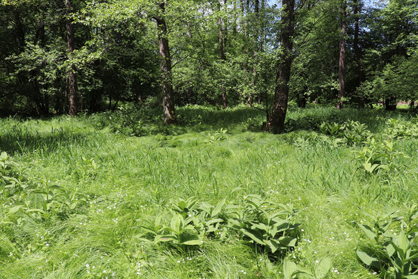 Bernartice, Křenov, 2.6.2022
Meandry Ličné. Biotop kovaříků Aplotarsus angustulus.
Klíčová slova: Bernartice Křenov řeka Ličná Aplotarsus angustulus