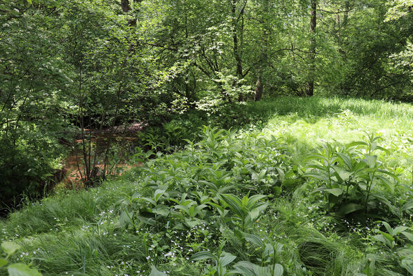 Bernartice, Křenov, 2.6.2022
Meandry Ličné. Biotop kovaříků Aplotarsus angustulus.
Klíčová slova: Bernartice Křenov řeka Ličná Aplotarsus angustulus