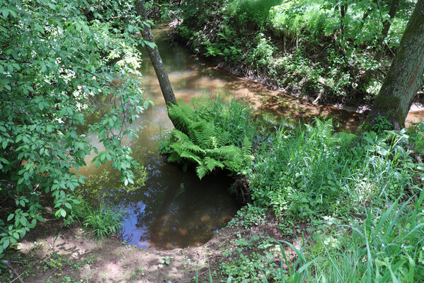 Bernartice, Křenov, 2.6.2022
Meandry Ličné. 
Keywords: Bernartice Křenov řeka Ličná