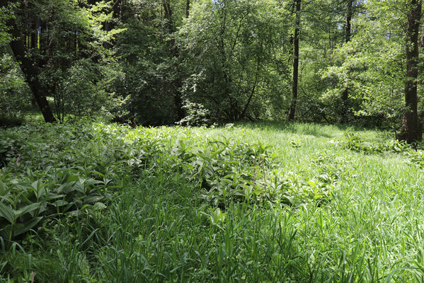 Bernartice, Křenov, 2.6.2022
Meandry Ličné. Biotop kovaříků Aplotarsus angustulus.
Klíčová slova: Bernartice Křenov řeka Ličná Aplotarsus angustulus