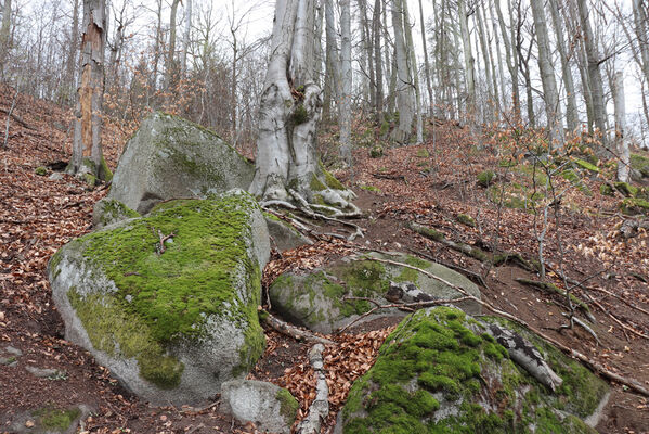 Krhanice, 16.4.2022
Grybla.
Keywords: Krhanice Grybla