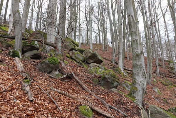 Krhanice, 16.4.2022
Grybla.
Keywords: Krhanice Grybla