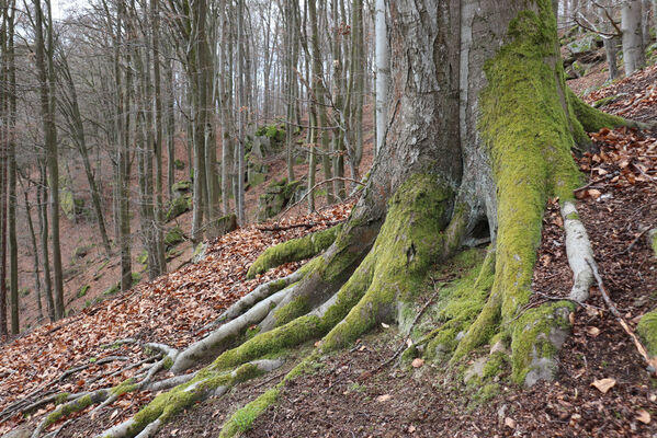 Krhanice, 16.4.2022
Grybla.
Keywords: Krhanice Grybla