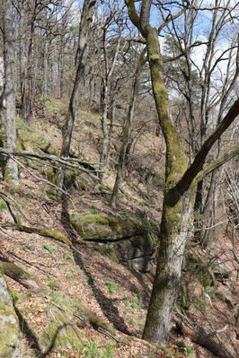 Krhanice, 16.4.2022
Grybla - Panská skála.
Schlüsselwörter: Krhanice Grybla