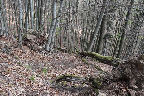 Krhanice, 16.4.2022
Grybla - Panská skála.
Schlüsselwörter: Krhanice Grybla